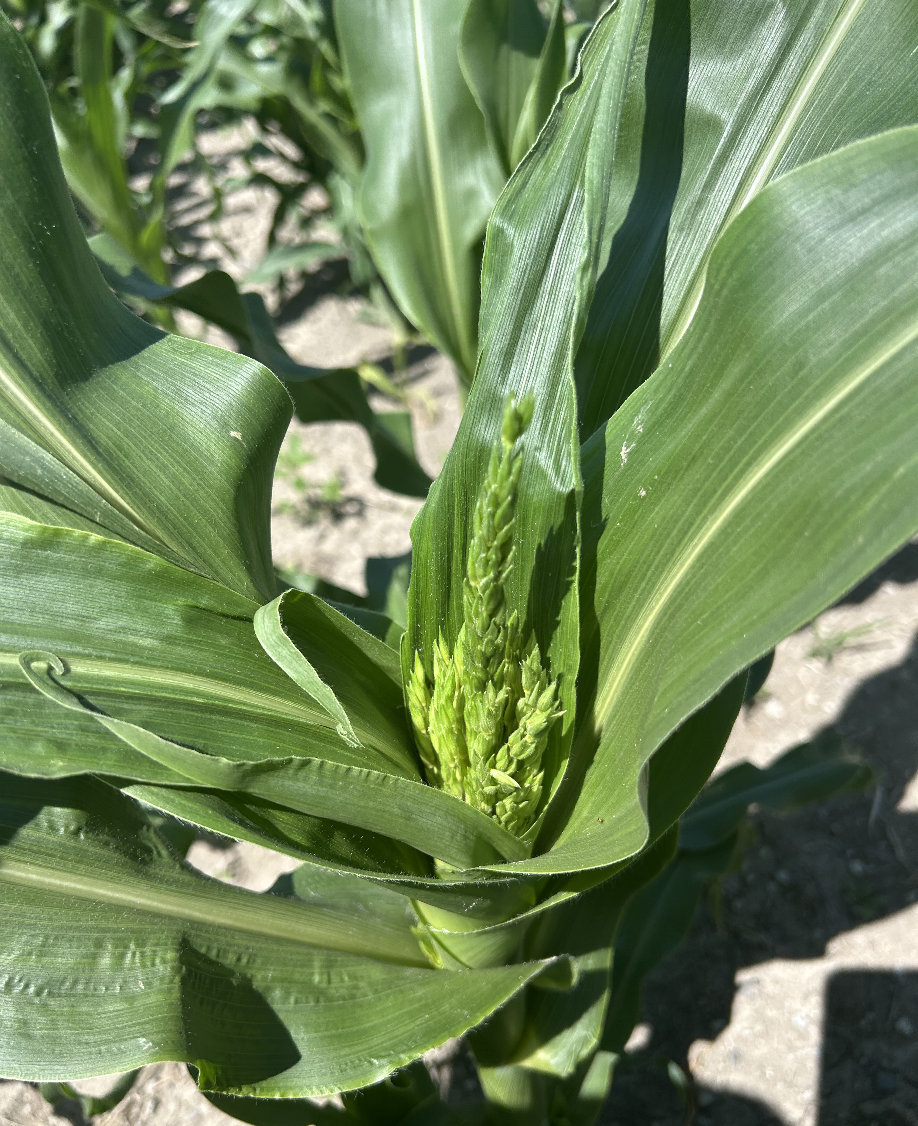 Sweet corn starting to tassel.